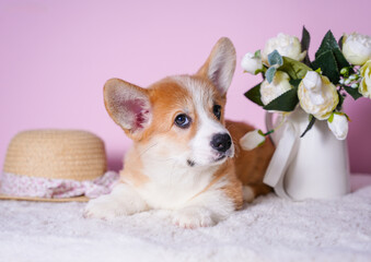 cute little pembroke corgi puppy on pink background next to summer hat and flowers in vase
