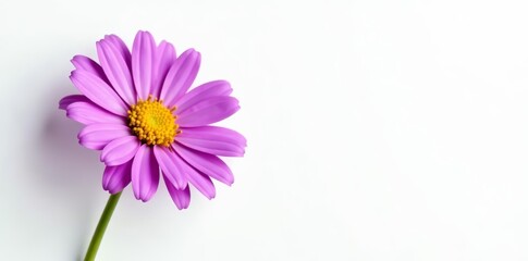 Fototapeta premium Single purple aster amellus flower on white background, amellus, aster, flower