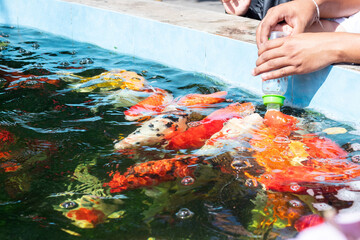 Colorful koi fish are being bottle-fed by hand at the edge of a pond. A playful, interactive...