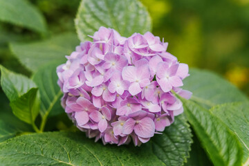 Blooming cultivar bigleaf hydrangea (Hydrangea macrophylla 'Endless Summer') in the summer garden.