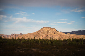 Cactus and Joshua trees along Highway 85 in Organ Pipe Cactus National Monument.  Empty desert...