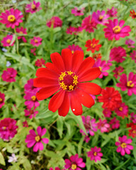 Obraz premium red zinnia flower