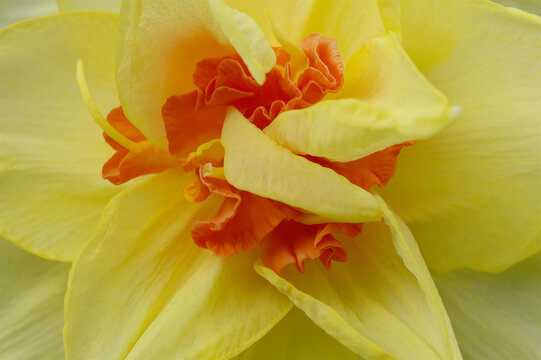 Close up of a yellow daffodil