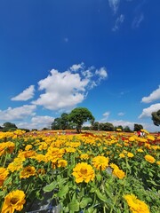 A vibrant field of bright yellow and red flowers stretches under a clear blue sky dotted with...