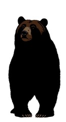 Shadow of the Forest