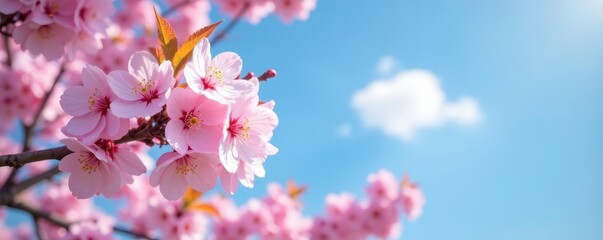 Obraz premium Soft pink cherry blossoms under a clear blue sky in a park, sunny day, spring, tranquility