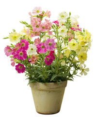 Vibrant Multicolored Petunias in a Terracotta Pot A Stunning Floral Display