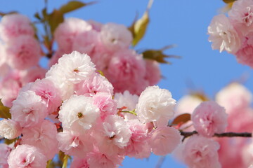 満開の八重桜（花笠）のクローズアップ　青空背景