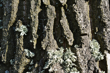 Close-up of Textured Tree Bark with Lichen