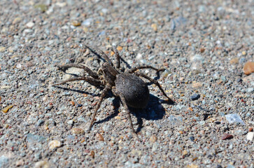 A close-up shot of a spider on a textured ground