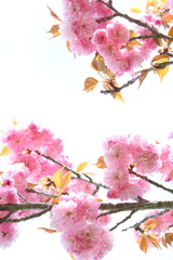 満開の八重桜（関山）のクローズアップ　白背景