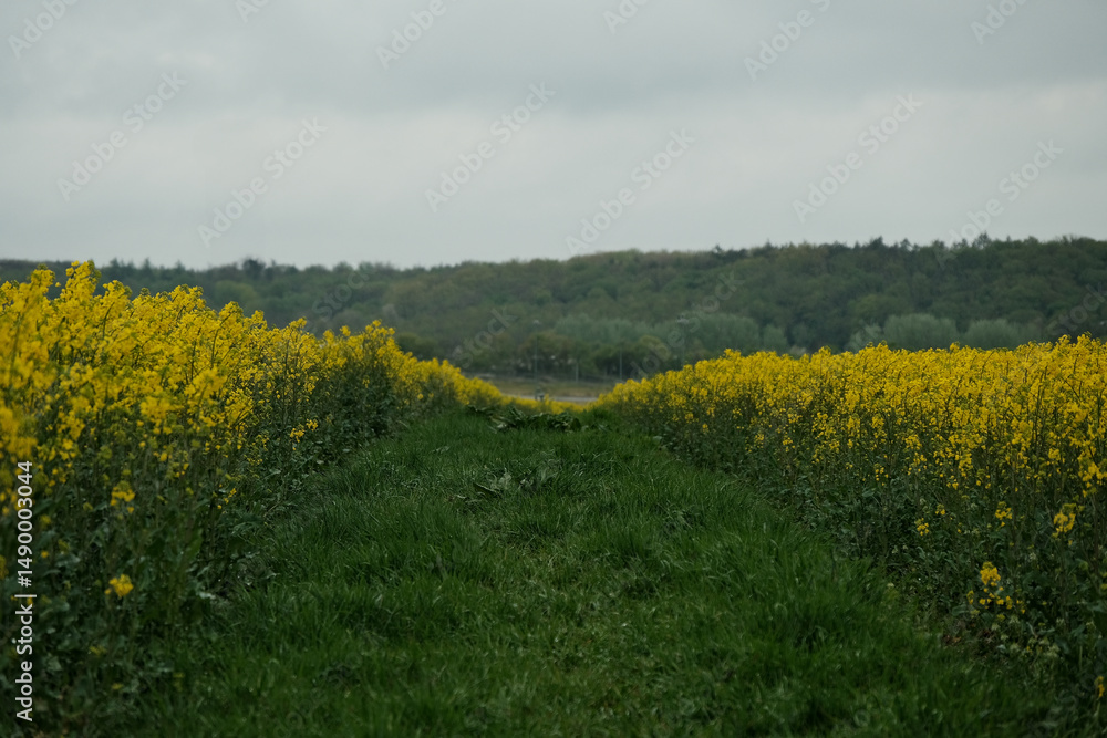 Poster a field of yellow flowers with a path through it