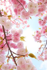 満開の八重桜（花笠）のクローズアップ　空背景