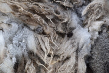 Natural product. Hand-sheared sheep wool from black and white sheep on an organic farm in Sweden. Wool fleece with straw and grass.