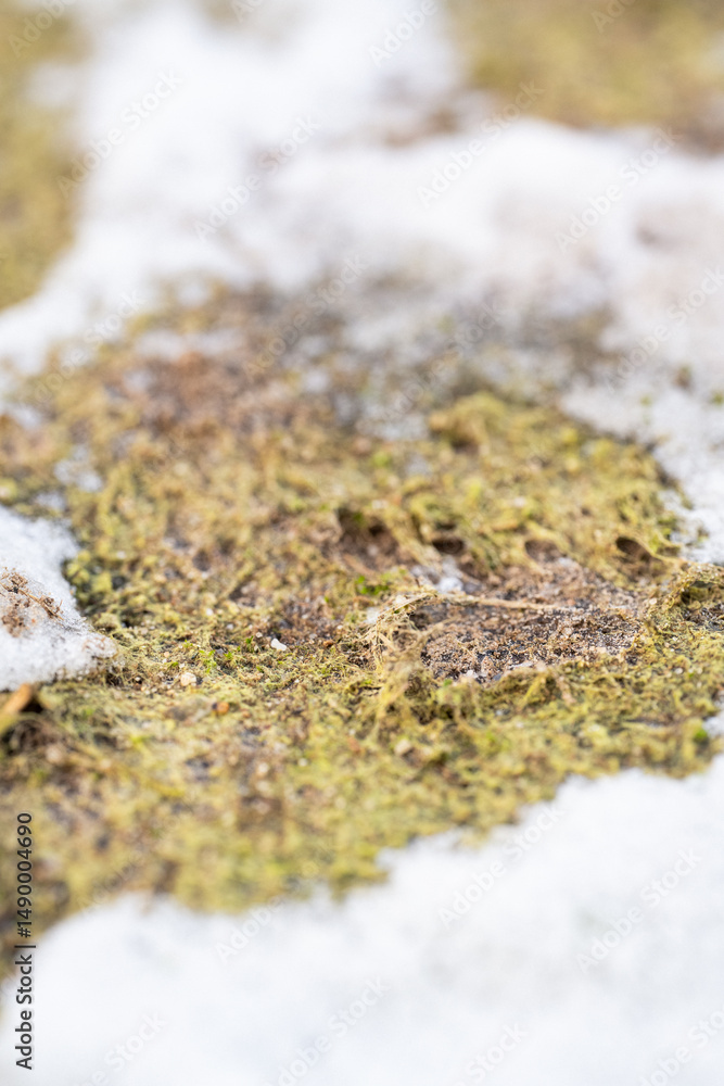 Poster the snow is deep and the ground is covered in a layer of moss