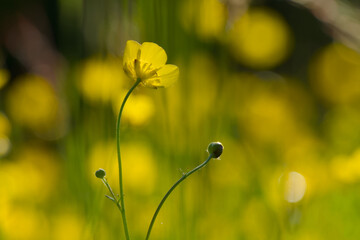 Ranunculus blossom in the sunset light close-up