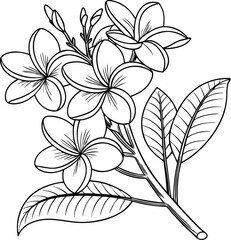 Elegant Frangipani Flower Blossom Branch Botanical Illustration