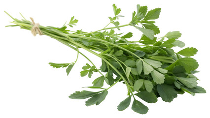 Herbal medicine plant Medicago sativa or Alfalfa on white or transparent background