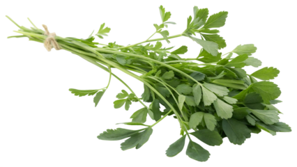 Herbal medicine plant Medicago sativa or Alfalfa on white or transparent background
