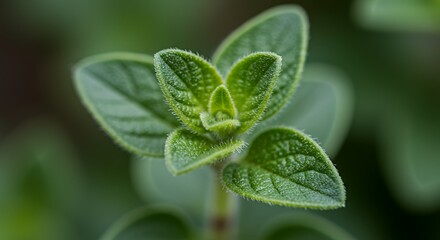 Magnificent Oregano: A Close-Up Look at Nature's Culinary Gem