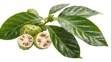 Herbal medicine plant Morinda citrifolia or Noni on transparent background