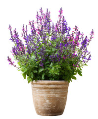 Obraz premium Vibrant Purple and Pink Salvia Flowers in a Terracotta Pot
