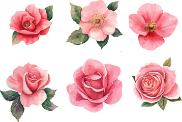 set of pink roses vector