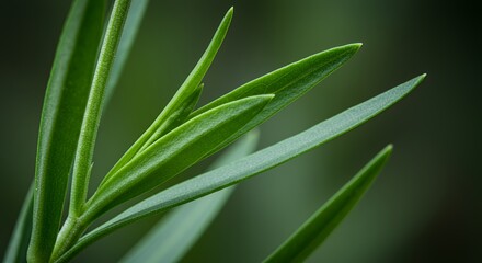 Close-up Photography of Vibrant Green Leaves, Nature's Delicate Beauty Unveiled