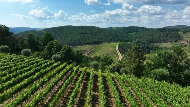 Aerial video showing vibrant green vineyard rows sloping along a hillside with forested areas in the background in Portugal
