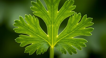 Vibrant Green Parsley Leaf Close-Up Photography: A Detailed Macro Shot of Fresh Parsley