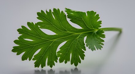 Vibrant Green Cilantro Leaf Close-Up Photography