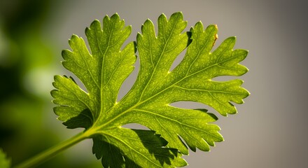 Close-up of a Vibrant Green Cilantro Leaf, Illuminated by Sunlight, Showcasing its Intricate Veins and Delicate Texture