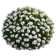 Bush with many white flowers isolated on transparent background
