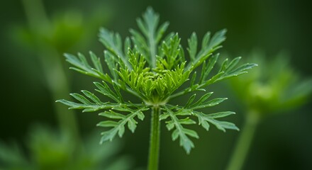 Magnificent Green Plant Close-Up: Nature's Intricate Beauty