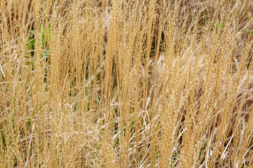 Fototapeta premium Golden Wheat Field Under Sunlight with Natural Dry Texture and Warm Summer Colors