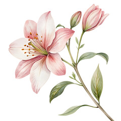 Fototapeta premium Delicate watercolor painting of a blooming pink lily with buds and green leaves