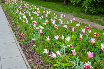 Spring Tulip Garden with White and Pink Flowers Blooming Along Green Landscaped Park Path