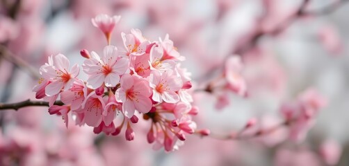 Delicate pink cherry blossoms in soft focus against a blurred spring backdrop, soft focus, macro