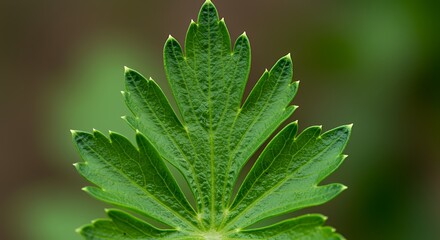 A Detailed Close-up of a Vibrant Green Parsley Leaf