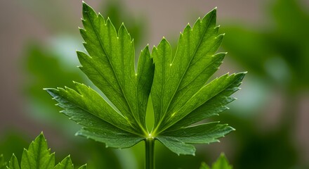 Vibrant Green Leaf Macro Photography: A Close-Up Look at Nature's Detail