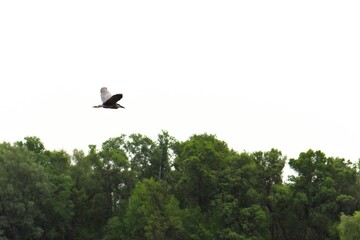 Black-headed night heron in flight in the forest above the water