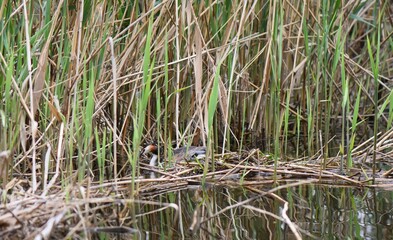 waterfowl diving great grebe in young grass reeds on the bank of the Dnieper River