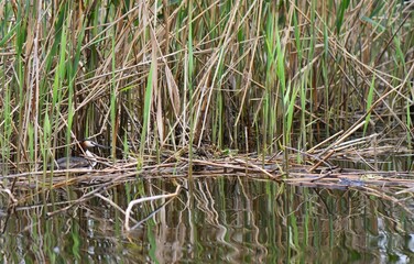 waterfowl diving great grebe in young grass reeds on the bank of the Dnieper River