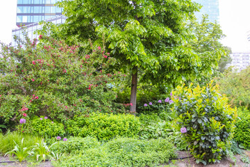 Lush Urban Green Space with Diverse Plants and Trees in City Park