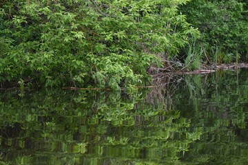 lush tree crown in water
