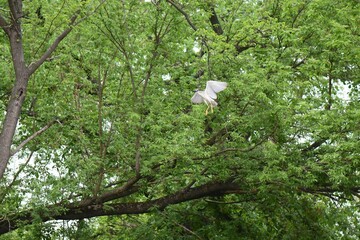 Black-headed night heron in flight in the forest above the water