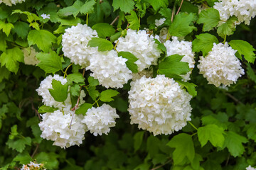 Close-up of White Hydrangea Flower Clusters with Detailed Petals and Rich Green Leaves