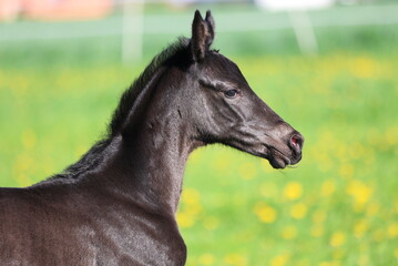 beautiful little head of a black foal against the background of a green spring meadow with yellow flowers