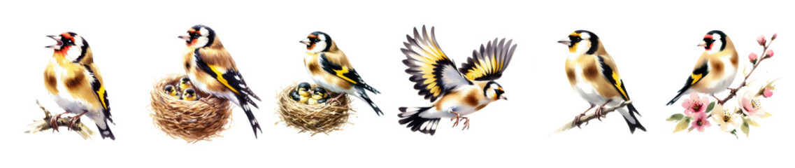 Naklejka premium Goldfinches in various poses watercolor style