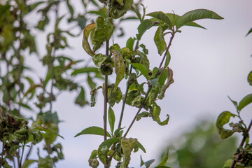 Sick leaves on the peach tree. Taphrina deformans.